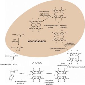 PORPHOBILINOGEN (PBG), QUALITATIVE, URINE