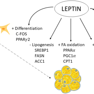 LEPTIN