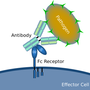 IMMUNOHISTOCHEMISTRY, CD 23