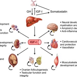 IGF - I; SOMATOMEDIN - C