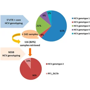 HEPATITIS C VIRAL,GENOTYPE DETECRS HCVGENOTYPE 1,2,3&4