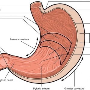 INTRINSIC FACTOR ANTIBODY