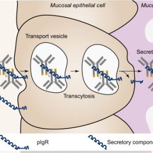 IMMUNOGLOBULIN IGA, SERUM