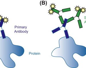 IMMUNOHISTOCHEMISTRY, BCL-6