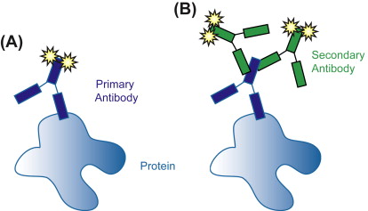 IMMUNOHISTOCHEMISTRY, BCL-6