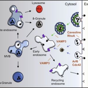 FACTOR V, FUNCTIONAL