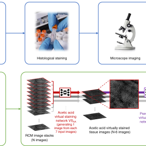 HISTOPATHOLOGY BIOPSY SKIN