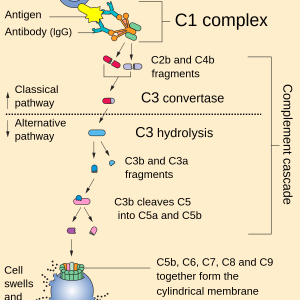 COMPLIMENT CONCERNTRATION C3