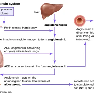 PLASMA RENIN, ACTIVITY