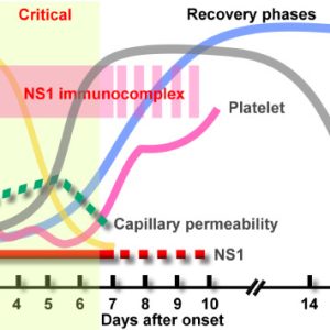 DENGUE FEVER NS1 ANTIGEN