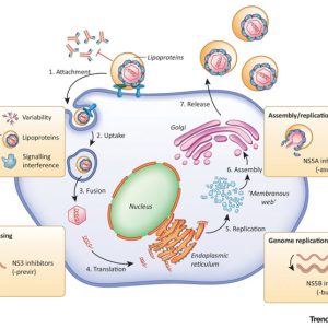 HEPATITIS C VIRAL, PCR, QUALITATIVE; HCV RNA, PCR, QUALITATIVE