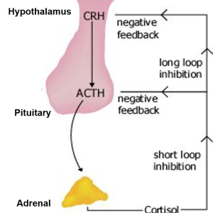 HORMONE ACTH