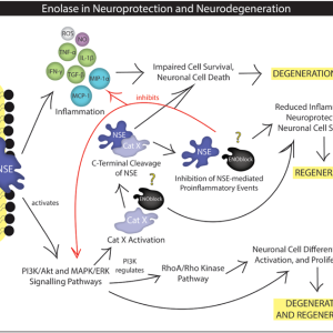 NEURON SPECIFIC ENOLASE (NSE), SERUM