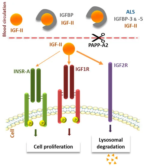 IGF - II