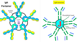 DUCHENNE/ BECKERMUSCULAR DYSTROPHY(DMD / BMD) GENE MUTATION