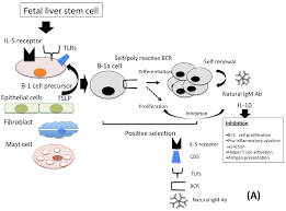 IMMUNOGLOBULIN IGM, SERUM