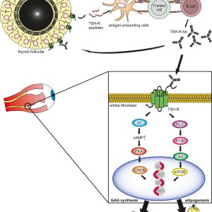 TSH RECEPTOR ANTIBODY