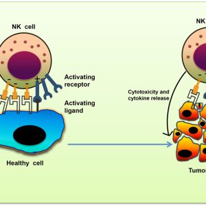 NATURAL KILLER CELLS