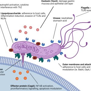 HELICOBACTER PYLORI, IGG