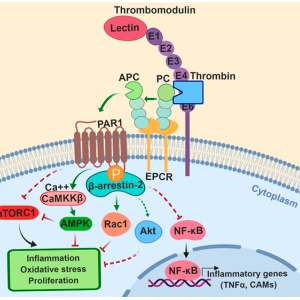 PROTEIN C, FUNCTIONAL