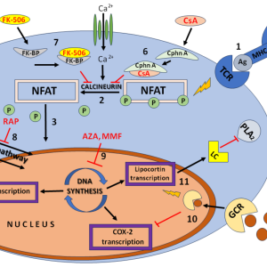 SIROLIMUS (RAPAMYCIN)