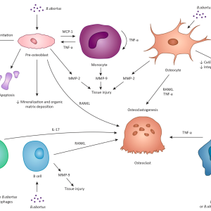 BRUCELLA IGM ANTIBODY, SERUM