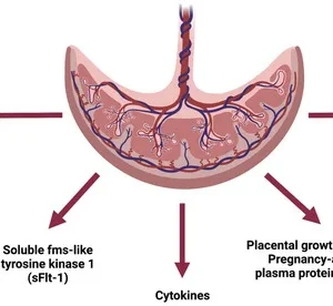 PAPP-A (PREGNANCY ASSOCIATED PLASMA PROTEIN-A)