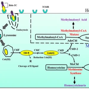 METHYLMALONIC ACID,QUANTITATIVE, SERUM